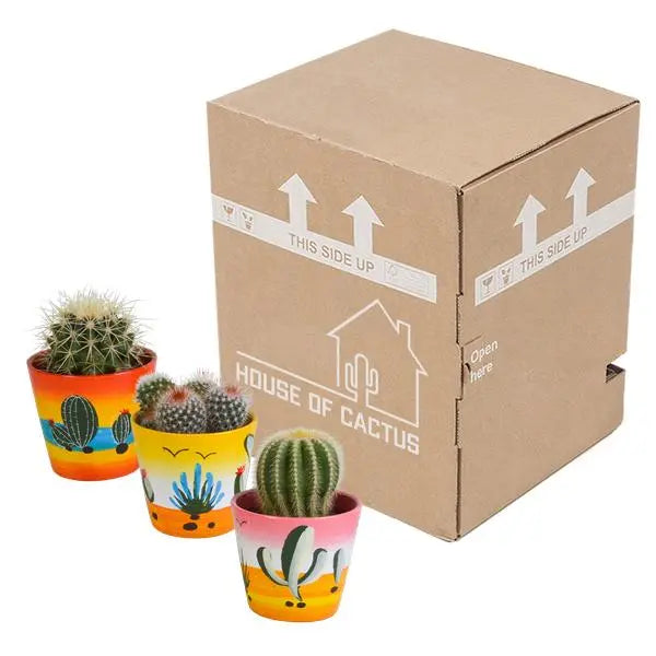 Bolcactus mix 8,5 cm | 3 stuks - in Mexicaanse pot  BotanicBridge