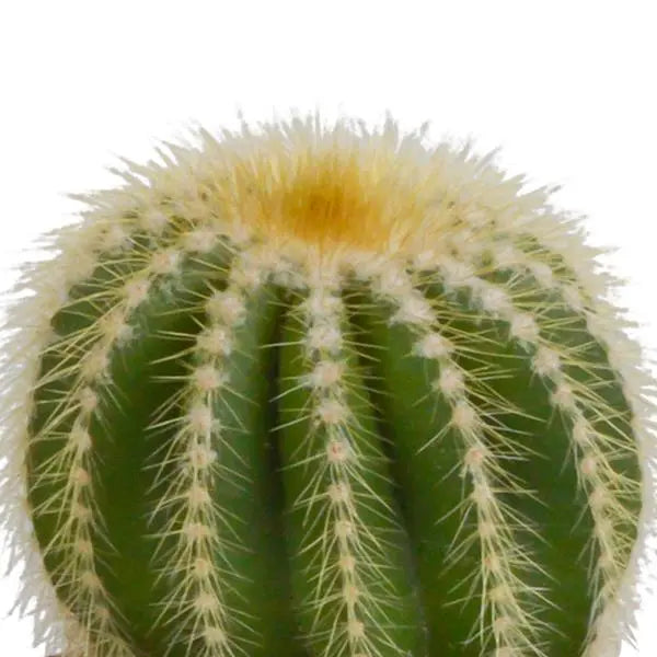 Bolcactus mix 8,5 cm | 3 stuks - in Mexicaanse pot  BotanicBridge