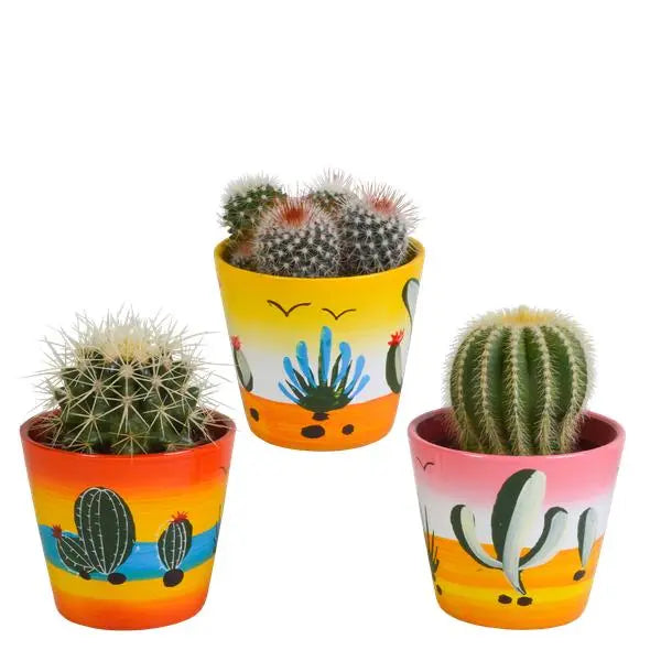 Bolcactus mix 8,5 cm | 3 stuks - in Mexicaanse pot  BotanicBridge