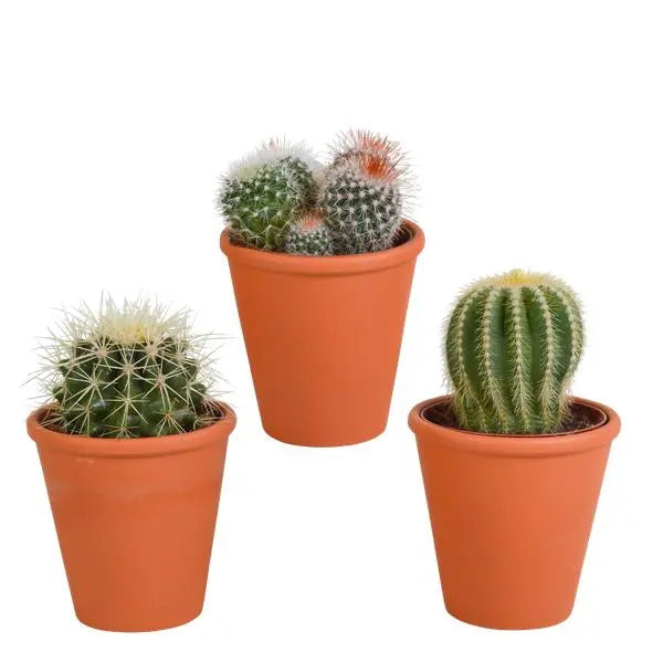 Bolcactus mix 8,5 cm | 3 stuks - in terracotta pot  BotanicBridge