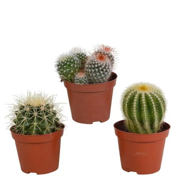 Bolcactus mix 8,5 cm | 3 stuks - zonder pot  BotanicBridge