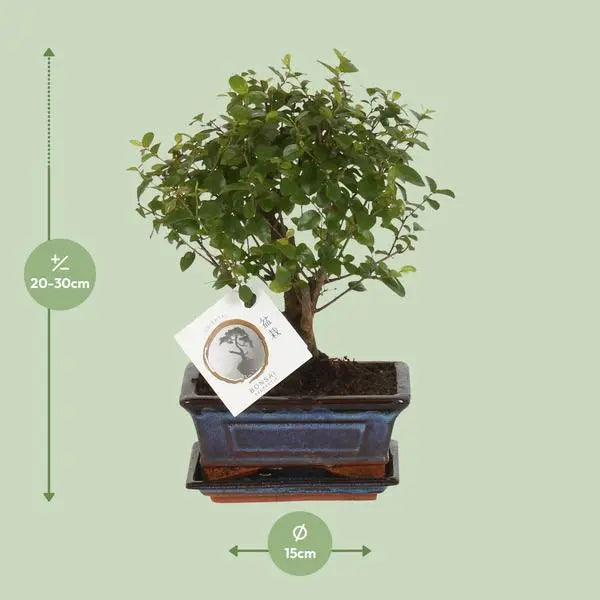 Bonsai Bol Vorm - Ø15cm - ↕30cm  BotanicBridge