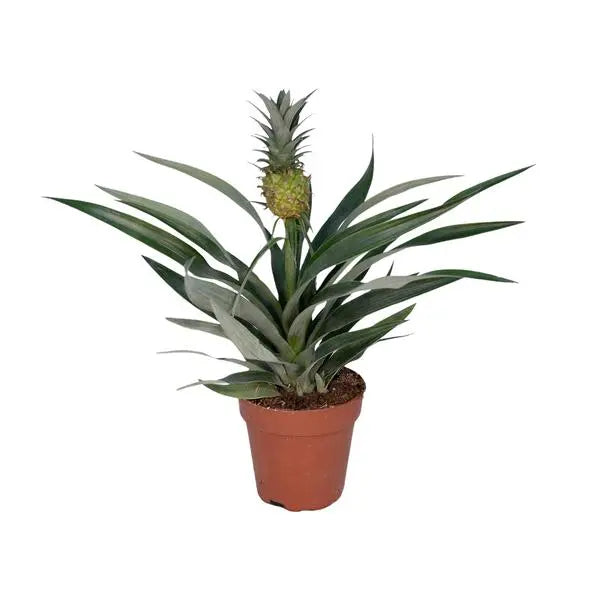 Bromelia Ananas - Ø12cm - ↕30cm  BotanicBridge