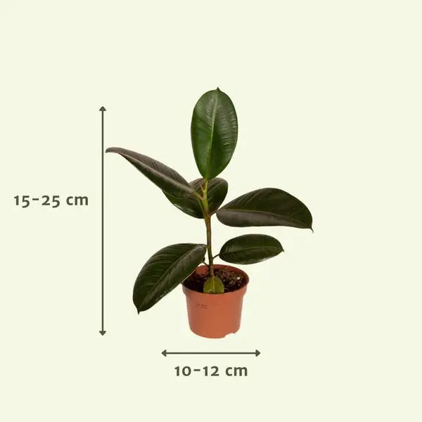 Buitenbeentjesbox - Ø12cm - 8x  BotanicBridge