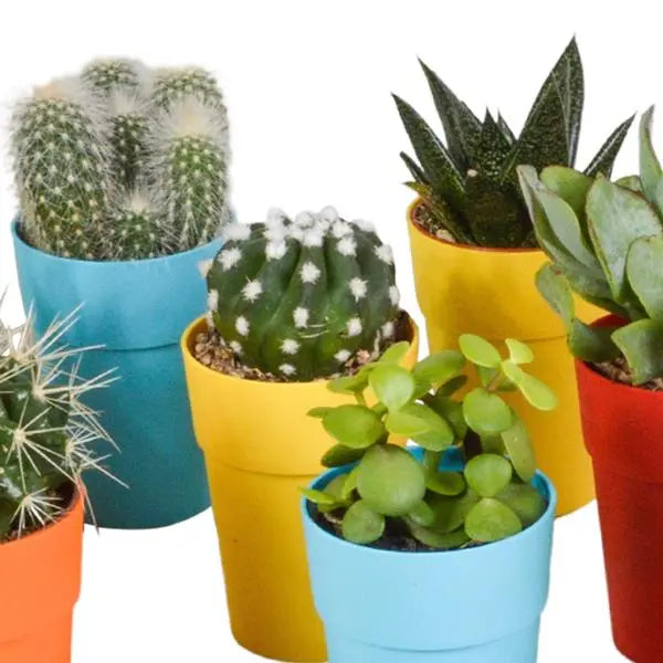 Cactus en vetplanten mix 5.5 cm | 15 stuks - in gekleurde plasticpot  BotanicBridge