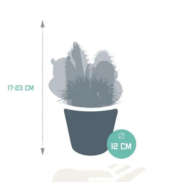 Cactus mix 10.5 cm - 3x - in witte pot  BotanicBridge