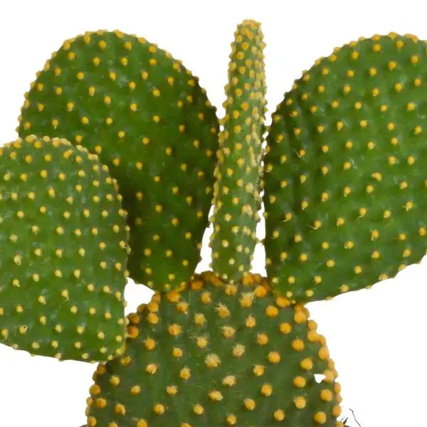 Cactus mix 10.5 cm - 3x - zonder pot  BotanicBridge