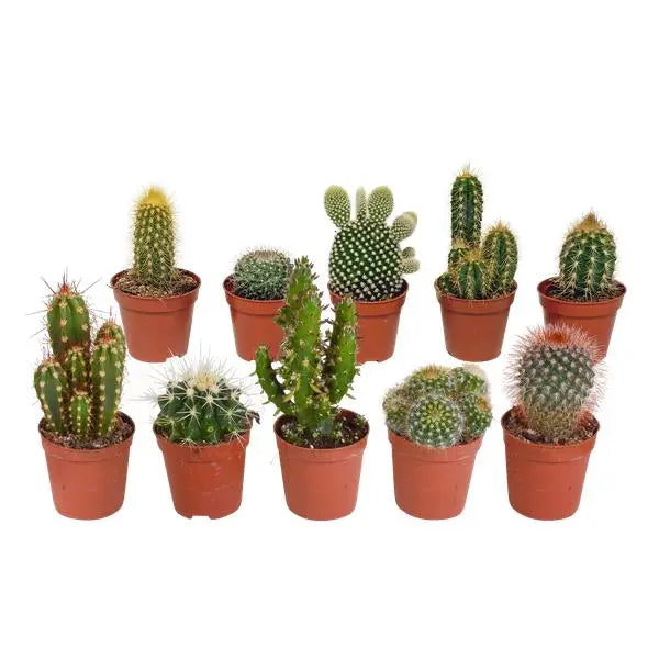 Cactus mix 5.5 cm - 10x - zonder pot  BotanicBridge