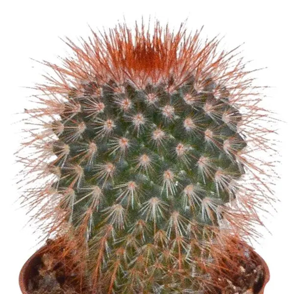 Cactus mix 5.5 cm - 10x - zonder pot  BotanicBridge