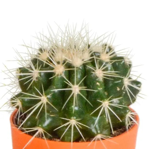 Cactus mix 5.5 cm - 5x - in gekleurde plasticpot  BotanicBridge