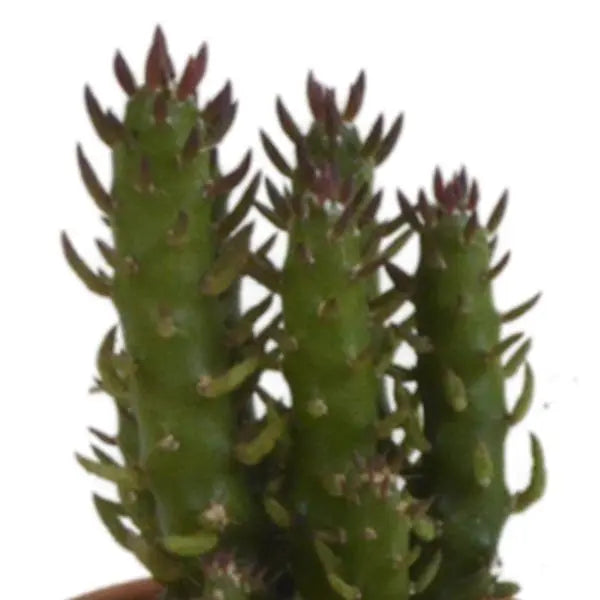 Cactus mix 5.5 cm - 5x - in terracotta pot  BotanicBridge