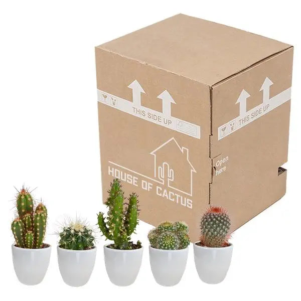 Cactus mix 5.5 cm - 5x - in witte pot  BotanicBridge