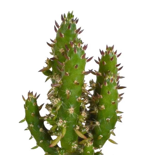 Cactus mix 5.5 cm - 5x - in witte pot  BotanicBridge