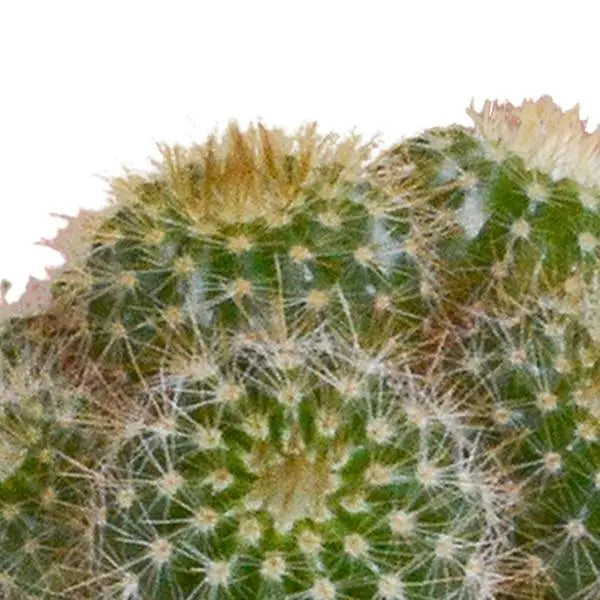 Cactus mix 5.5 cm - 5x - in witte pot  BotanicBridge