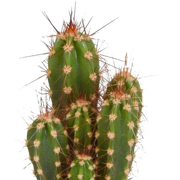 Cactus mix 5.5 cm - 5x - in witte pot  BotanicBridge