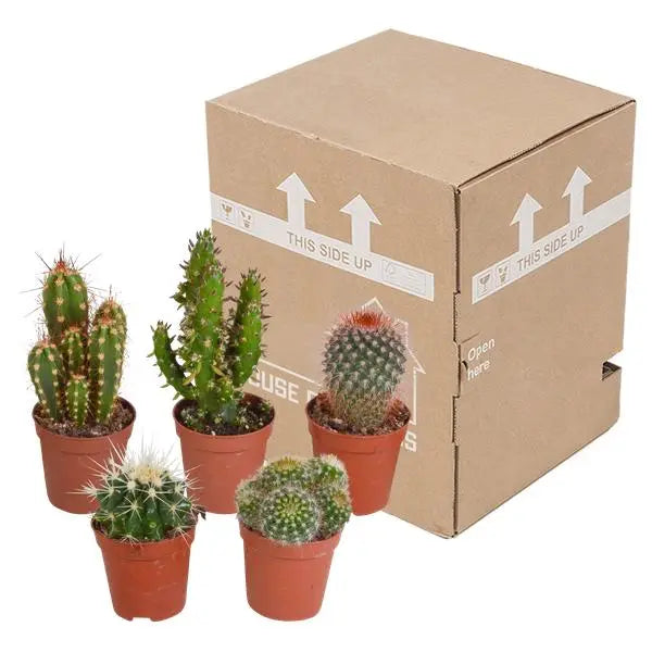 Cactus mix 5.5 cm - 5x - zonder pot  BotanicBridge