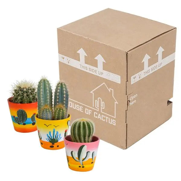 Cactus mix 8.5 cm - 3x - in Mexicaanse pot  BotanicBridge