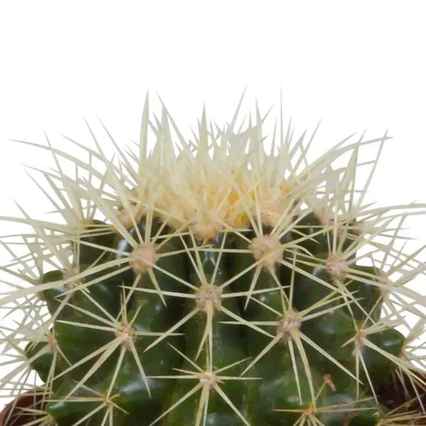 Cactus mix 8.5 cm - 3x - in Mexicaanse pot  BotanicBridge