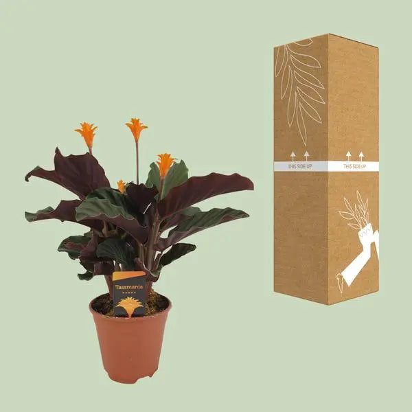 Calathea Crocata - Ø14cm - ↕40cm  BotanicBridge