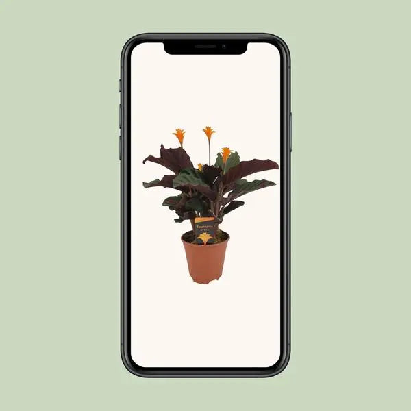 Calathea Crocata - Ø14cm - ↕40cm  BotanicBridge