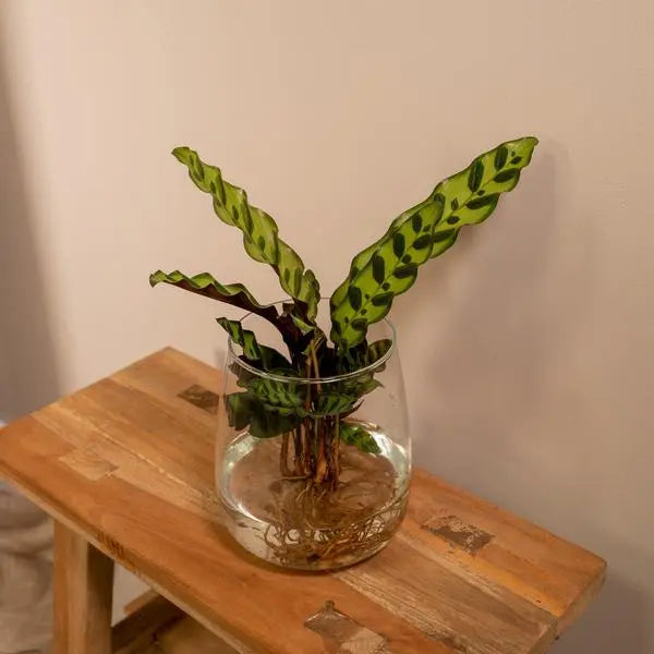 Calathea Insignis in Kingston glas - Ø12cm - ↕30cm  BotanicBridge