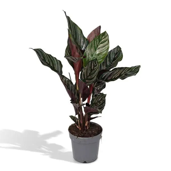 Calathea Ornata - Ø14cm - ↕50cm  BotanicBridge