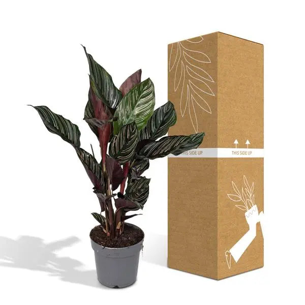 Calathea Ornata - Ø14cm - ↕50cm  BotanicBridge