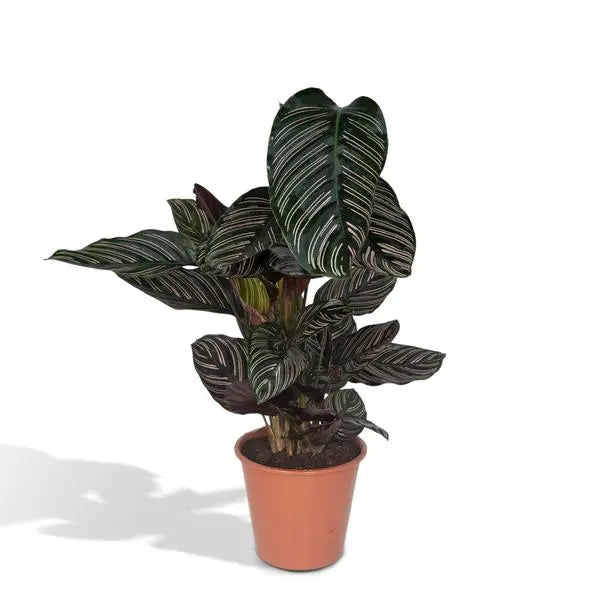 Calathea Ornata - Ø19cm - ↕75cm  BotanicBridge