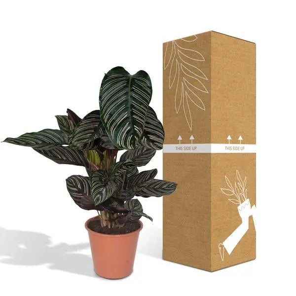 Calathea Ornata - Ø19cm - ↕75cm  BotanicBridge