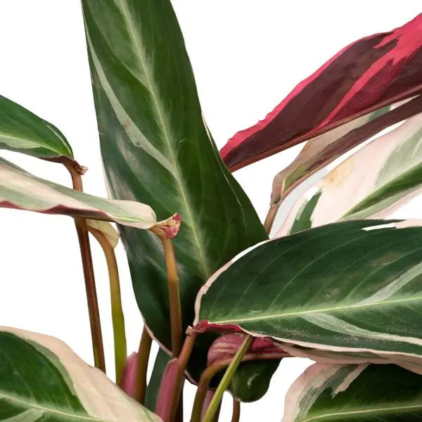 Calathea Triostar - Pauwenplant - Ø19cm - ↕70cm  BotanicBridge