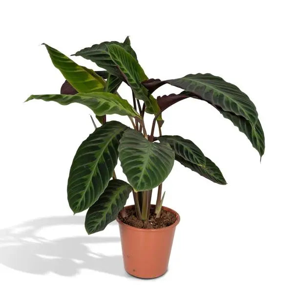 Calathea Warscewiczii - Pauwenplant - Ø19cm - ↕70cm  BotanicBridge