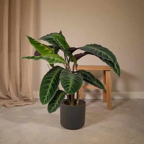 Calathea Warscewiczii - Pauwenplant - Ø19cm - ↕70cm  BotanicBridge