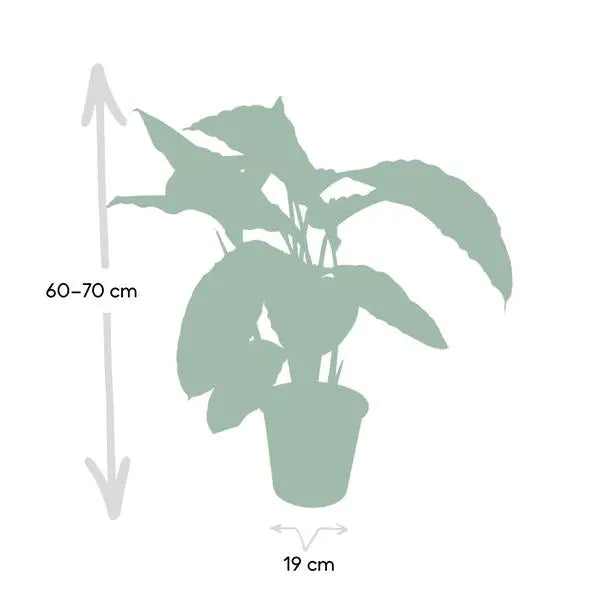 Calathea Warscewiczii - Pauwenplant - Ø19cm - ↕70cm  BotanicBridge