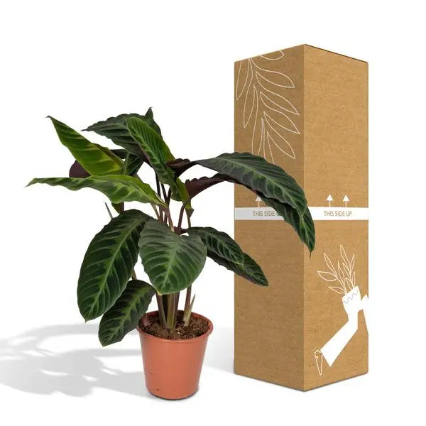 Calathea Warscewiczii - Pauwenplant - Ø19cm - ↕70cm  BotanicBridge