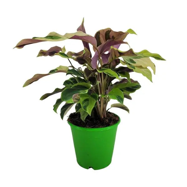 Calathea Yellow Fusion Ø14cm - ↕40cm  BotanicBridge