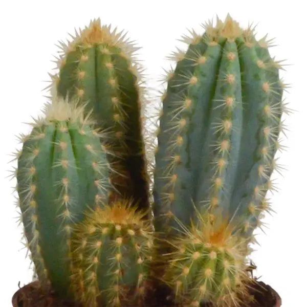 Cereus mix 10,5cm - 3x - in Mexicaanse pot  BotanicBridge