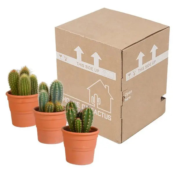 Cereus mix 10,5cm - 3x - in terracotta pot  BotanicBridge