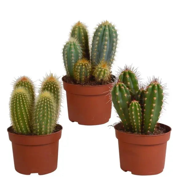 Cereus mix 10,5cm - 3x - zonder pot  BotanicBridge