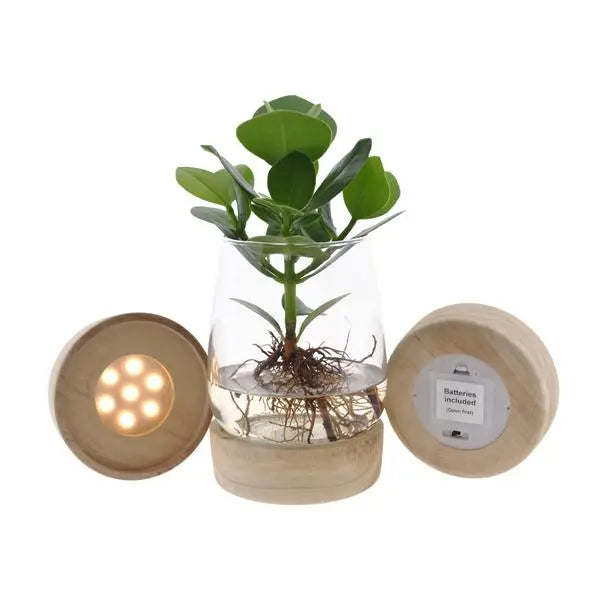 Clusia In Kingston Glas + LED - Ø12cm - ↕30cm  BotanicBridge