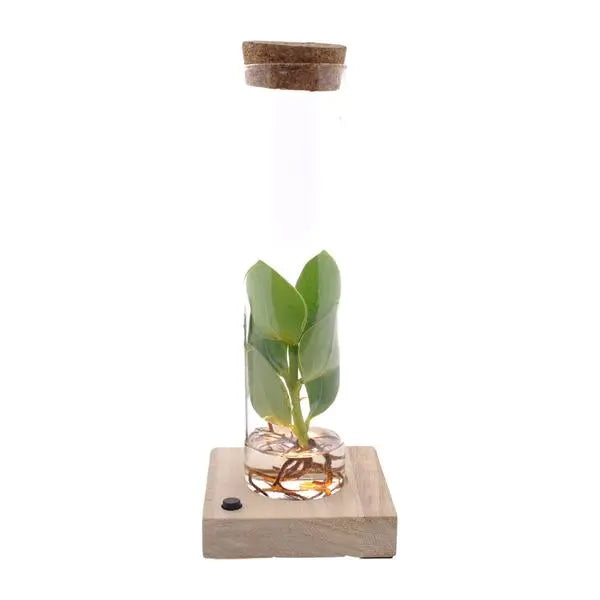 Clusia In Tube Glas + LED - Ø5cm - ↕10cm  BotanicBridge