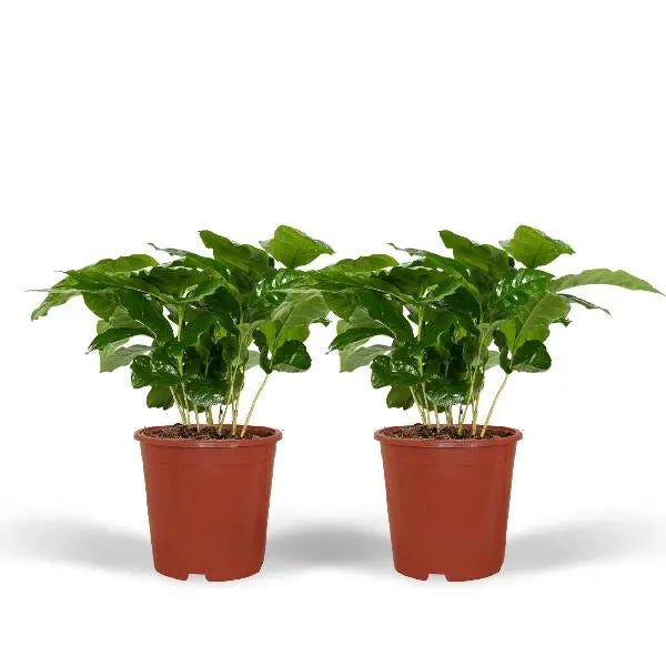 Coffea Arabica (Koffieplant) - 2 stuks - Ø12cm - ↕25cm  BotanicBridge