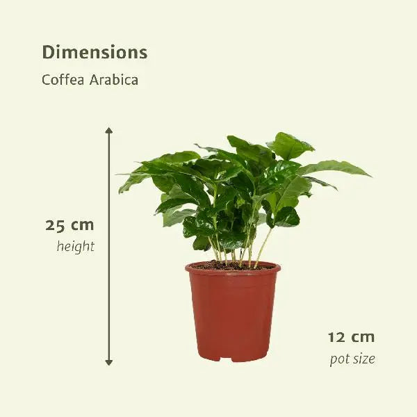 Coffea Arabica (Koffieplant) - 2 stuks - Ø12cm - ↕25cm  BotanicBridge