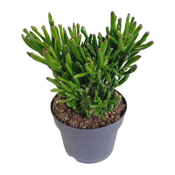 Crassula gollum 17cm  BotanicBridge