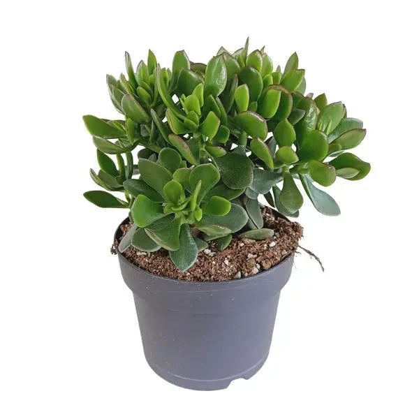 Crassula minova 17cm  BotanicBridge