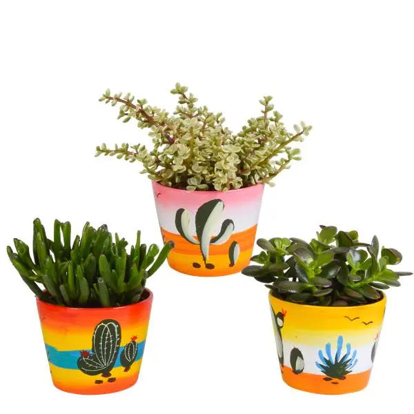 Crassula mix 10,5 cm - 3x - in Mexicaanse pot  BotanicBridge