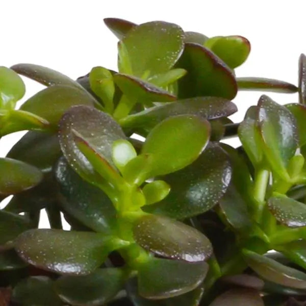 Crassula mix 10,5 cm - 3x - zonder pot  BotanicBridge