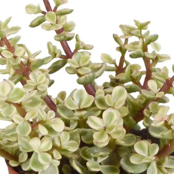 Crassula mix 8.5 cm - 3x - in terracotta pot  BotanicBridge