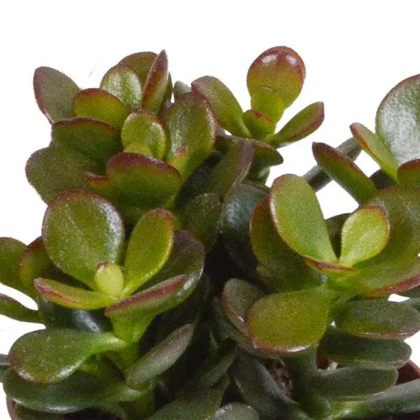 Crassula mix 8.5 cm - 3x - in terracotta pot  BotanicBridge