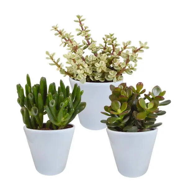 Crassula mix 8.5 cm - 3x - in witte pot  BotanicBridge