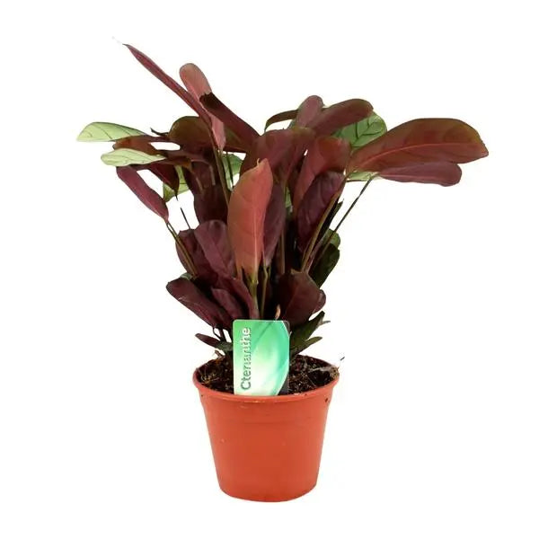 Ctenanthe Amagris - Ø14cm - ↕25cm  BotanicBridge